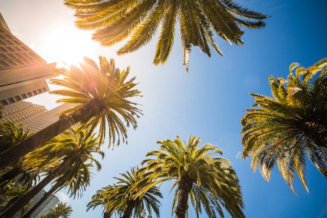 palm trees against blue sunny sky